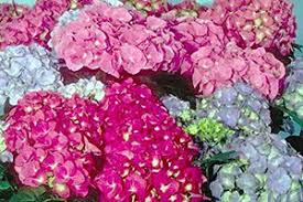 Here's a look at some of the most colorful options, and how to care for. Hydrangea Aspca