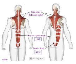 Below are two human body muscle diagrams, showing the front and back of the body. The Five Main Muscles For A Full Range Of Natural Movement Dynamic Alignment Balance Lesswrong