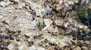 Ants In Garden Soil 23
