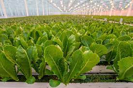 hydroponic lettuce was seen as safe