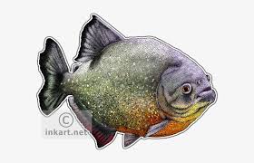 Red Breasted Piranha Decal Red Bellied Piranha Png Free