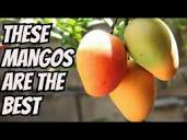 Our Favorite Mango Varieties - YouTube