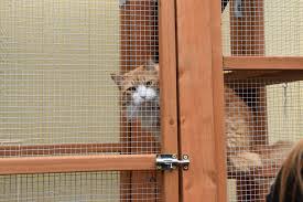 Catnets supplies cat enclosures, cat nets and netting, and all accessories required for diy portable cat enclosures and cat runs. Catio Cats Safe At Home