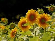 How do sunflowers get fertilized?