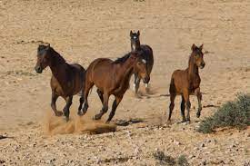 Namib Desert Horse - Wikipedia