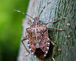 stop stink bug invasions in your home