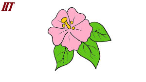 how to draw a tropical flower easy
