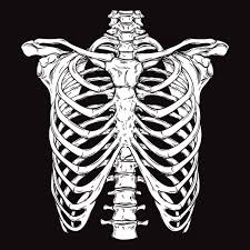 Human rib cage illustration, rib cage heart human skeleton anatomy, skeleton hand, human body, human anatomy png. 517 Ribcage Vectors Royalty Free Vector Ribcage Images Depositphotos