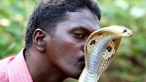 Ace Kerala snake handler in ICU after viper bites him during rescue  operation | Latest News India - Hindustan Times