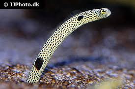 heteroconger hi spotted garden eel