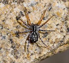 spotted ground spiders the australian