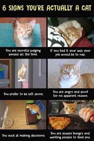 Just walk away bro humorkitty funny cat pictures funny cat. Funny Cat Memes And Funny Cat Video For Sept 14 Unkleaboki Diary