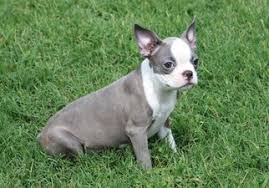 The blueish tone is a dilute of black due to a mutation of the dilution gene, known as chromosome 25 in canines. View Ad Boston Terrier Puppy For Sale Near Maryland Clements Usa Adn 43333