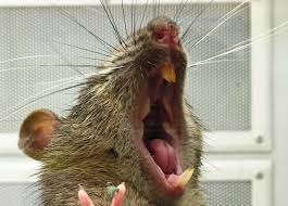 Hosting rodents inside your home can bring a number of. How To Get Rid Of Rats Lawnstarter