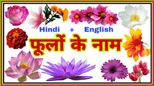 learn flowers name hindi english