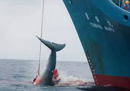 Image result for pictures of whaling in japan
