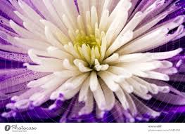violet and white flower background a