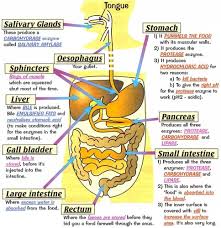 chapter 23 digestive system flashcards
