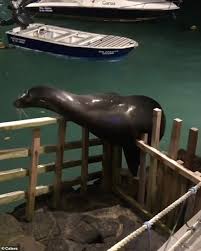 Friendly Sea Lion Takes A Dip In Hotels Pool After Climbing