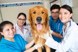Veterinary Technology Associate in Science | Miami Dade College