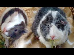 Baby Guinea Pigs Vs Adult Guinea Pigs Youtube