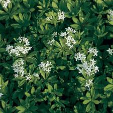 Galium odoratum | White Flower Farm