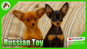 russian toy dog