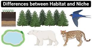 It provides the organism with food, water, air, and shelter. Habitat Vs Niche Definition 14 Major Differences Examples
