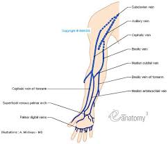 Superficial Veins Of Upper Limb Anatomy Illustrations A