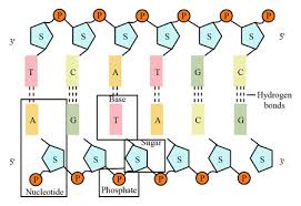 hydrogen bonds between the bases