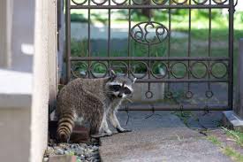 Hence try this tips on how do you get rid of raccoons or how to get. How To Get Rid Of Raccoons A Complete Guide 2021