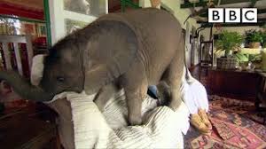 baby elephant causes havoc at home