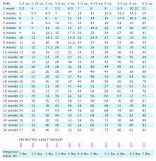 Chihuahua Weight And Growth Chart Proper Weight Calculator