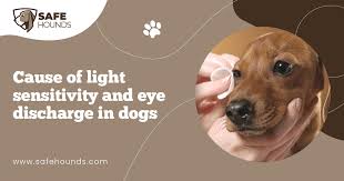 light sensitivity and eye discharge