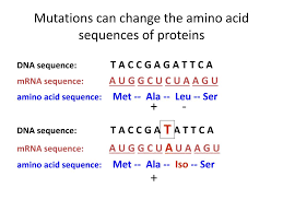 amino acid sequence determined