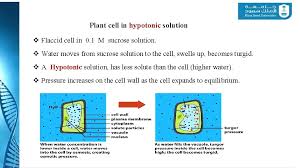 A flaccid cell is one which is in an isotonic solution, this means that the solution and the cell have an equal water conc. 272 Bot Plant Physiology Dr Abdulrahman Alhashimi Lecture