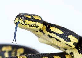 jungle carpet python heymrjim