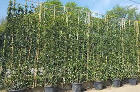 Screening plants grow swiftly, provide privacy, and elevate the look of a home. Living Screening Trees For Instant Privacy Buy Online Uk