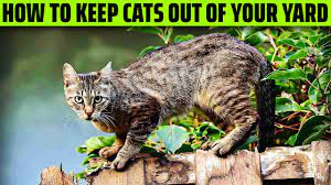 how to keep cats out of your yard you