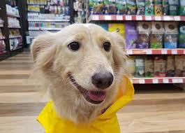 Just enter your address (or the address of the location where you expect to be going shopping, if. Google Pet Stores Near Me Online