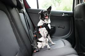 10 Best Dog Seat Belts In 2022