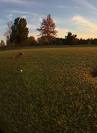 Shady Grove Golf Course