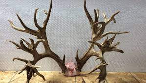 Potential world-record deer antlers ...