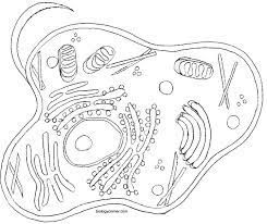 Plant cell coloring sheet this is a great image to trace on the from animal cell coloring worksheet, source:pinterest.com. Animal Cell Coloring