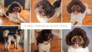 miniature poodle stud dog service