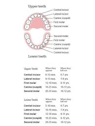 Baby Teeth Order Of Appearance And Loss Images Teething
