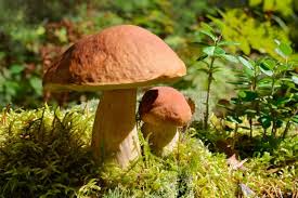 British Wild Mushrooms And Fungi Guide Where To Find And