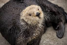 The two types of otter are similar in appearance, both with thick coats and long, muscular tails, and they both have webbed feet. Sea Otters Have Low Genetic Diversity Like Other Threatened Species Biologists Report Eurekalert Science News