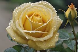 bright yellow rose sprinkled with milk