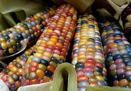 grow your own edible rainbow corn